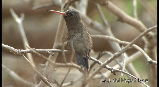 Colibrí Piquiancho de Guerrero - ML201358301