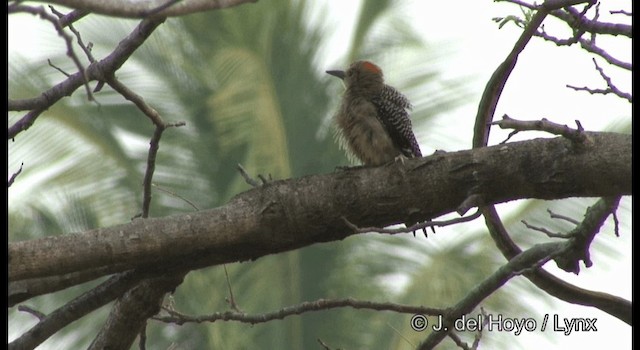 Carpintero Frentidorado - ML201358321