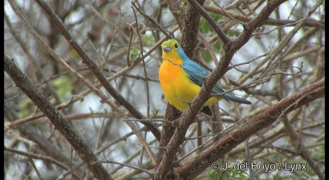 Orange-breasted Bunting - ML201358361