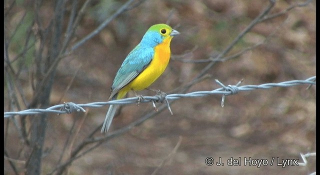 Azulillo Pechinaranja - ML201358371