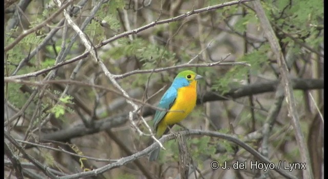 Orange-breasted Bunting - ML201358381