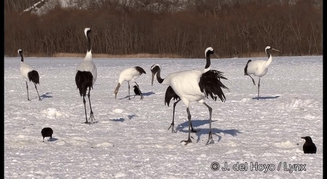 Red-crowned Crane - ML201358451