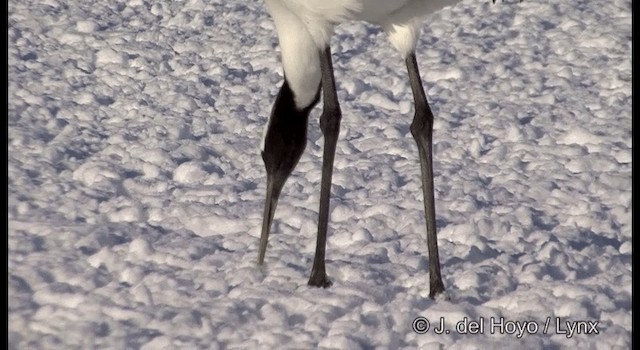 Red-crowned Crane - ML201358461