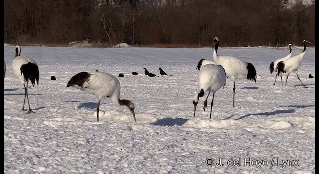 Red-crowned Crane - ML201358481