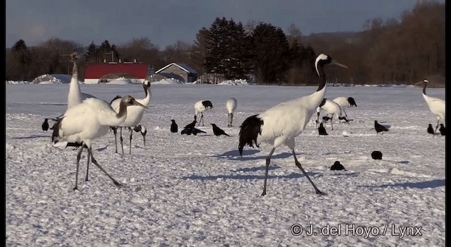 Red-crowned Crane - ML201358521