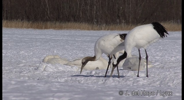 Red-crowned Crane - ML201358581