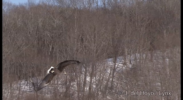 White-tailed Eagle - ML201358641