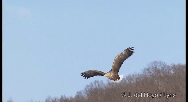 White-tailed Eagle - ML201358651