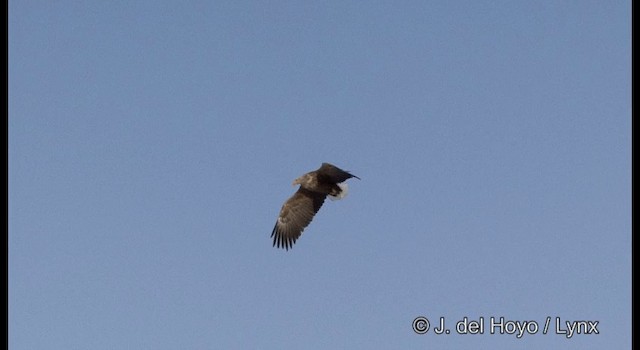White-tailed Eagle - ML201358661