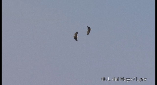 White-tailed Eagle - ML201358681