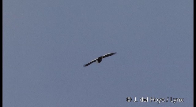 Белоплечий орлан - ML201358691