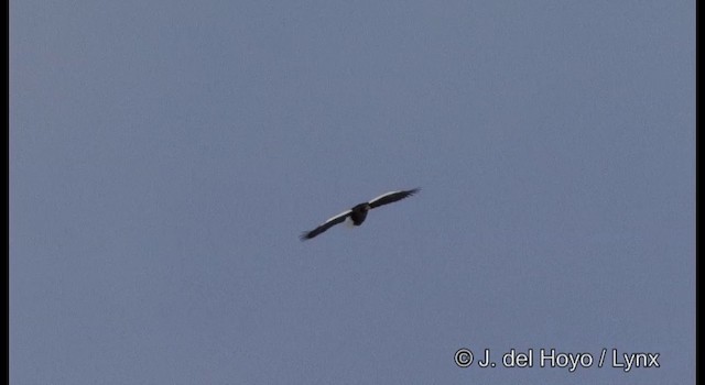 Steller's Sea-Eagle - ML201358691