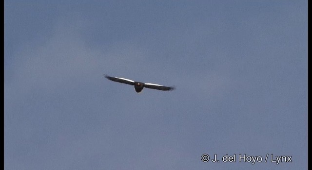 Белоплечий орлан - ML201358701