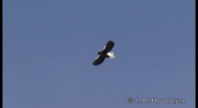 Белоплечий орлан - ML201358711
