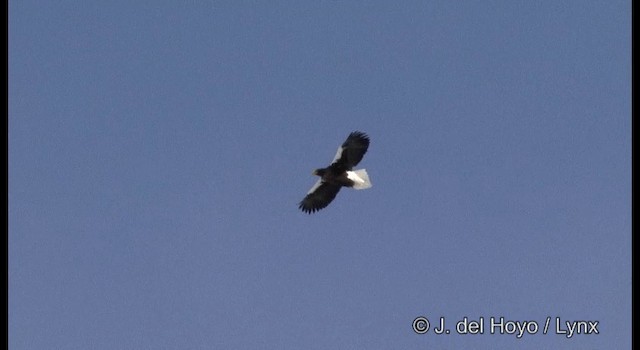 Steller's Sea-Eagle - ML201358711