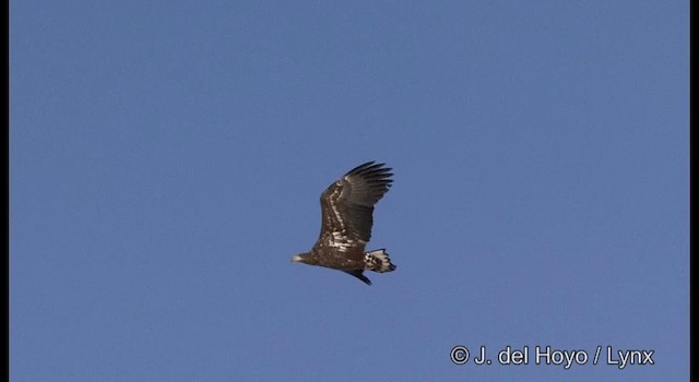 Steller's Sea-Eagle - ML201358721