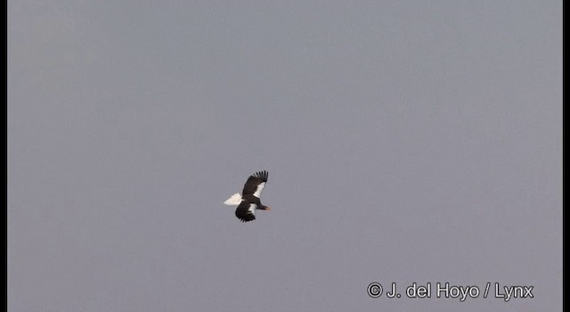 Белоплечий орлан - ML201358731