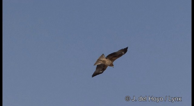 黑鳶(lineatus/formosanus) - ML201358741