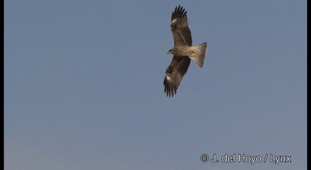 Black Kite (Black-eared) - ML201358751