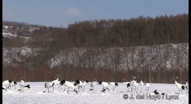 Чёрный коршун (Черноухий) - ML201358761