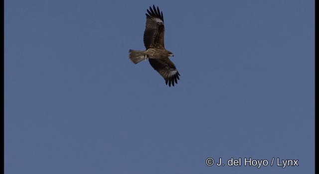 黑鳶(黑耳) - ML201358771