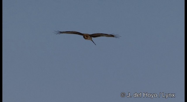黑鳶(lineatus/formosanus) - ML201358781