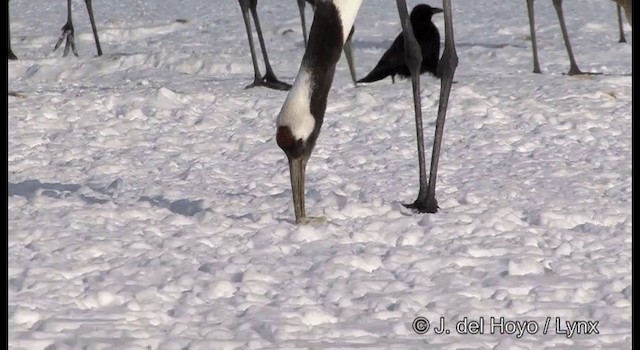 Red-crowned Crane - ML201358791