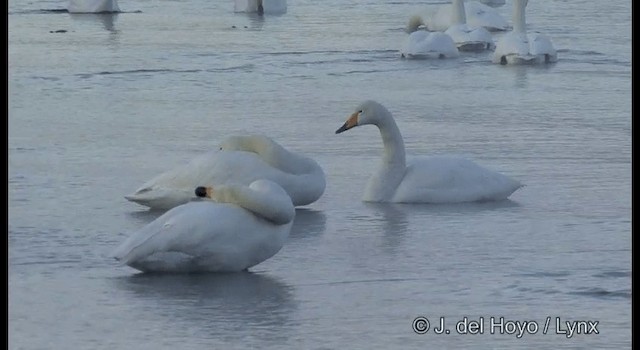 Singschwan - ML201359031