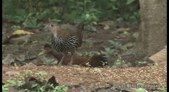 Red Spurfowl - ML201359061