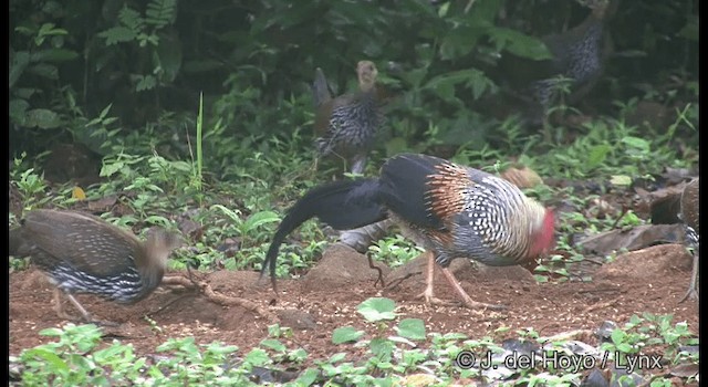 Gray Junglefowl - ML201359151