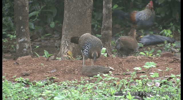 Gray Junglefowl - ML201359161