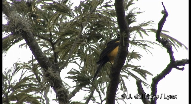 Black-vented Oriole - ML201359231