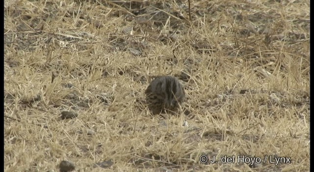 Lincoln's Sparrow - ML201359241