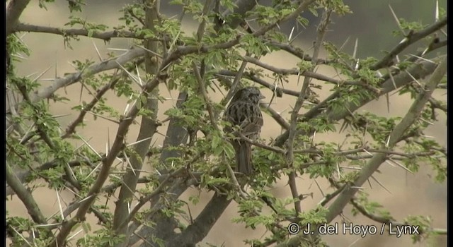 Lincoln's Sparrow - ML201359251