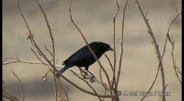 Bronzed Cowbird (Bronzed) - ML201359261