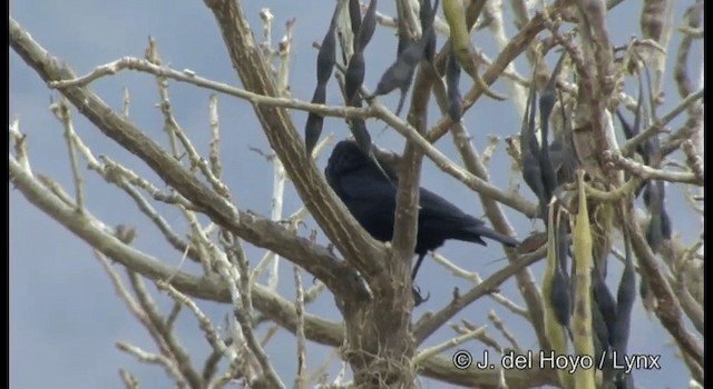 Bronzed Cowbird (Bronzed) - ML201359271