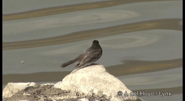 Black Phoebe (Northern) - ML201359301