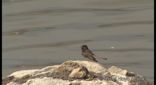 Black Phoebe (Northern) - ML201359311