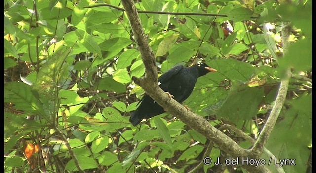 Southern Hill Myna - ML201359351