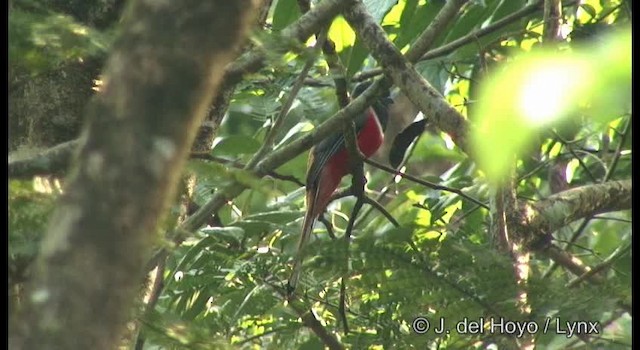 Trogon de Malabar - ML201359381