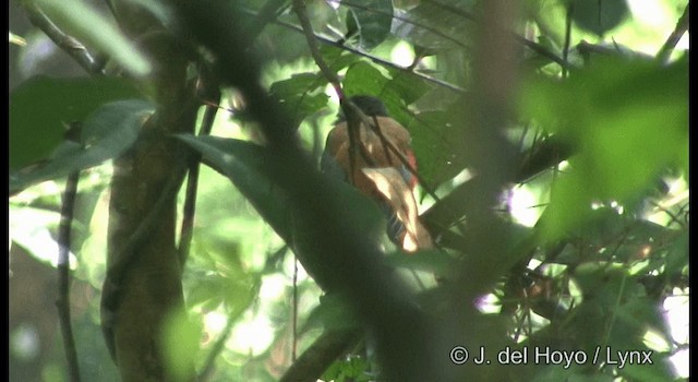 Malabar Trogon - ML201359391