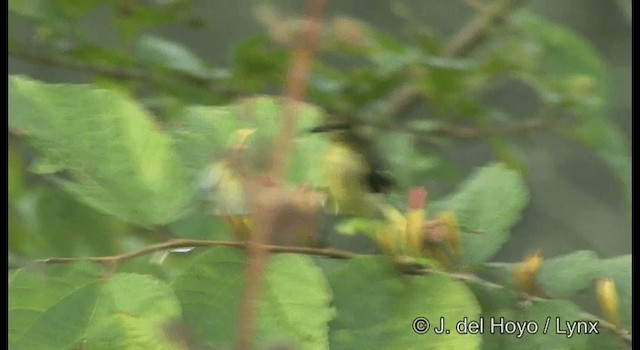 Däumlingsnektarvogel - ML201359501