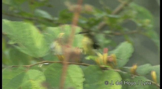 Crimson-backed Sunbird - ML201359501