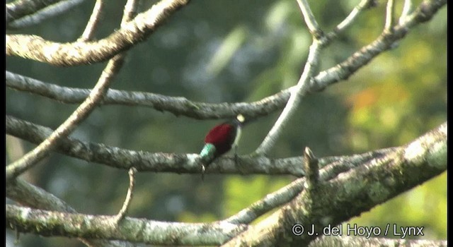 Crimson-backed Sunbird - ML201359511