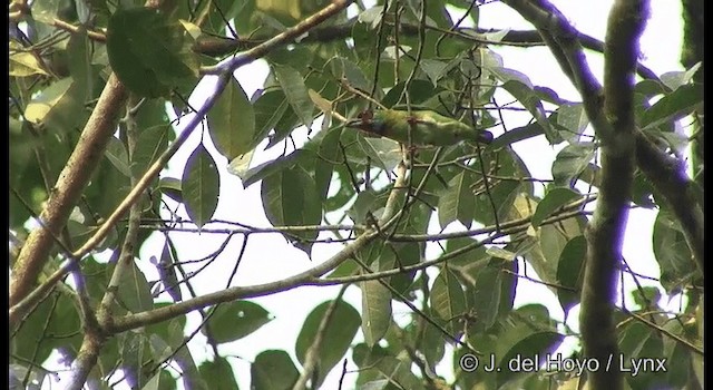 Malabar Barbet - ML201359581