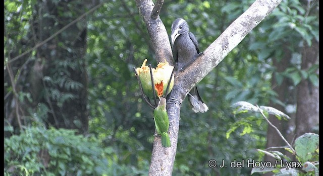 White-cheeked Barbet - ML201359591