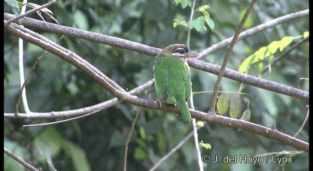 White-cheeked Barbet - ML201359611