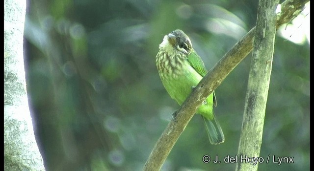 White-cheeked Barbet - ML201359621