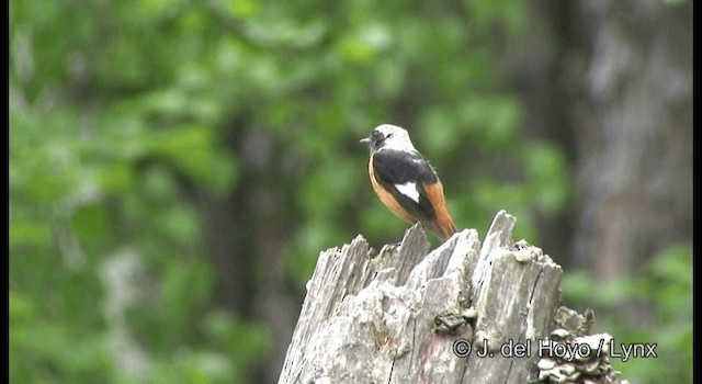 Rougequeue aurore - ML201359651