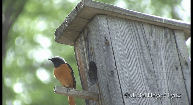 Daurian Redstart - ML201359661